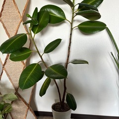 ゴムの木の画像