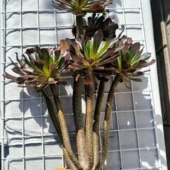 黒法師鉢植え＆8頭挿し木用極太苗の画像