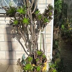 黒法師鉢植え＆8頭挿し木用極太苗の画像