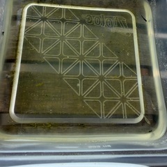 メダカ（もう決まりそうです）の画像