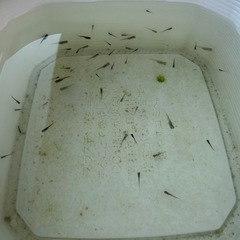 メダカ（もう決まりそうです）の画像