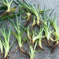 【観葉植物】アガベ　20株以上の画像