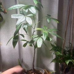 このまま　パキラの画像