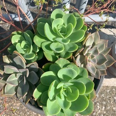 ❤️断捨離早い者勝ち　多肉植物まとめてそのまま現状渡しの画像