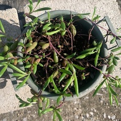 ❤️断捨離早い者勝ち　多肉植物まとめてそのまま現状渡しの画像