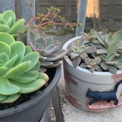 ❤️断捨離早い者勝ち　多肉植物まとめてそのまま現状渡しの画像
