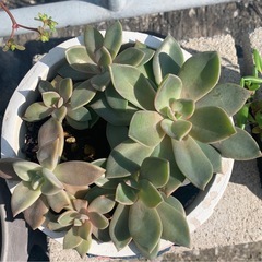 ❤️断捨離早い者勝ち　多肉植物まとめてそのまま現状渡しの画像