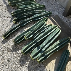 柱サボテンの画像