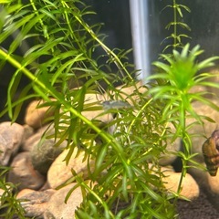 ミナミヌマエビ5匹の画像