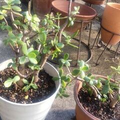 金のなる木  ２鉢  差し上げますの画像