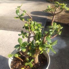 金のなる木  ２鉢  差し上げますの画像