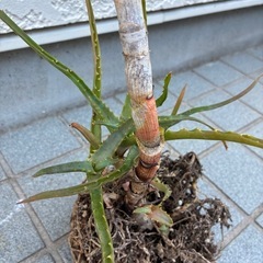 キダチアロエ(植物のみ)の画像