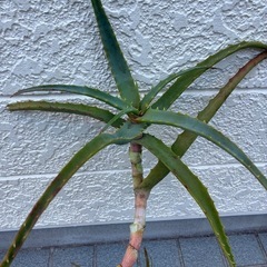 キダチアロエ(植物のみ)の画像