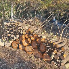 原木　玉切りの画像