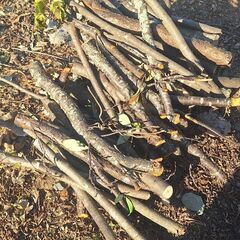 原木　玉切りの画像