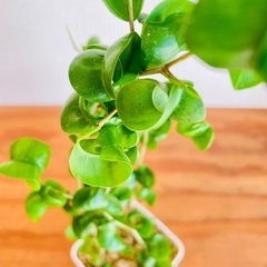 40cm大！クルクル葉っぱが個性的　人気の観葉植物の画像