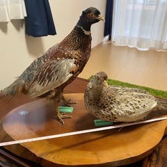 きじ　剥製の画像