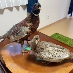 きじ　剥製の画像