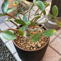 アデニウムの画像