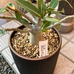 アデニウムの画像