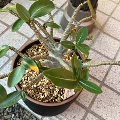 アデニウムの画像