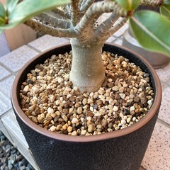 アデニウムの画像