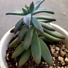 <<NEW>>【多肉植物】グラプトぺダルム属『秋麗(大型)』(SHR300)の画像