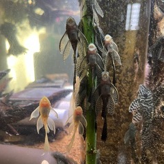 ロングフィンブッシープレコ
の画像