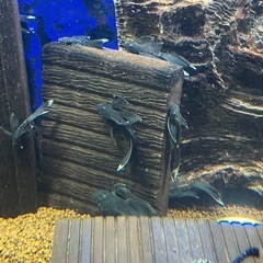 ロングフィンブッシープレコ
の画像