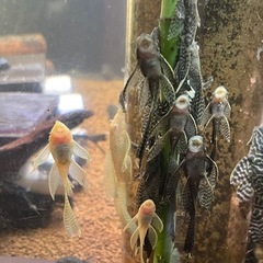 ロングフィンブッシープレコ
の画像