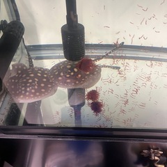 ダイヤモンドポルカ の画像