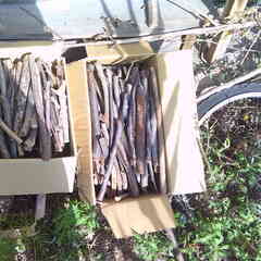 剪定枯れ枝の画像