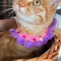 茶トラ女の子5ヶ月位