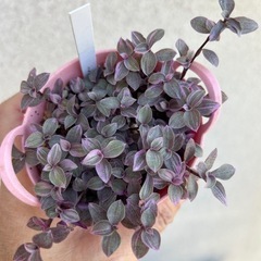 観葉植物 カリシア ロザート ピンクの葉の画像