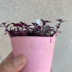 観葉植物 カリシア ロザート ピンクの葉の画像