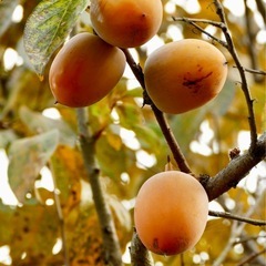 渋柿（干柿用）の画像