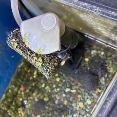 ウィーピングモスつき水槽2つの画像