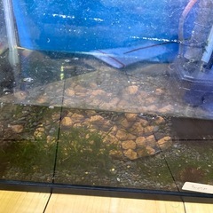 ウィーピングモスつき水槽2つの画像