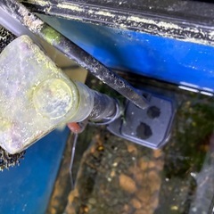 ウィーピングモスつき水槽2つの画像