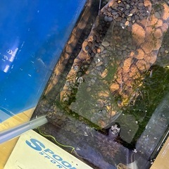 ウィーピングモスつき水槽2つの画像