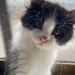 【里親募集】子ねこ