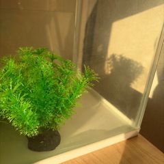 No.075 水槽　30リットル中古品の画像