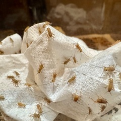 イエコ（コオロギ）【100匹】Sサイズ/5〜8mm程度の画像