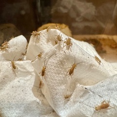 イエコ（コオロギ）【100匹】Sサイズ/5〜8mm程度の画像