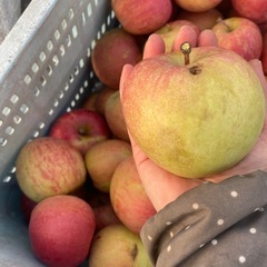 サンふじリンゴ　 17kg〜18kgの画像