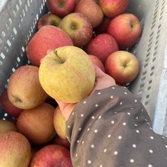 サンふじリンゴ　 17kg〜18kgの画像