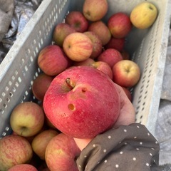 サンふじリンゴ　 17kg〜18kgの画像