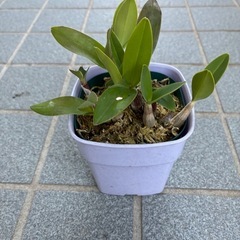 洋ラン・キンギアナム苗の画像