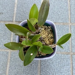 洋ラン・キンギアナム苗の画像