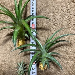 ミニパイン🍍の画像
